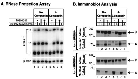 Expression Of Sterol Regulatory Element Binding Protein 1c Srebp 1c