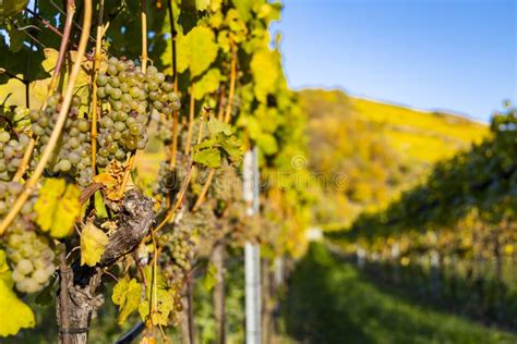 Wine Region Wachau at Wine Harvest Time in Austria Stock Photo - Image of organic, color: 179753524