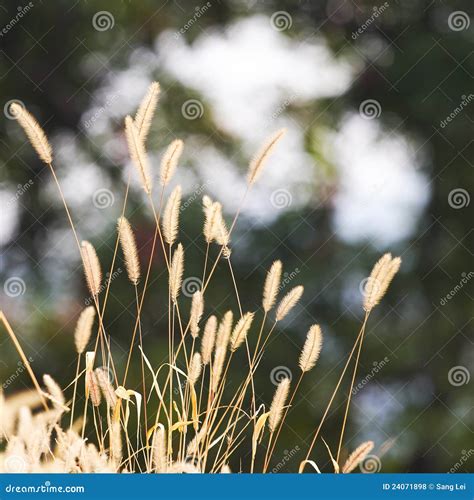 Autumn grass stock photo. Image of grass, nature, closeup - 24071898