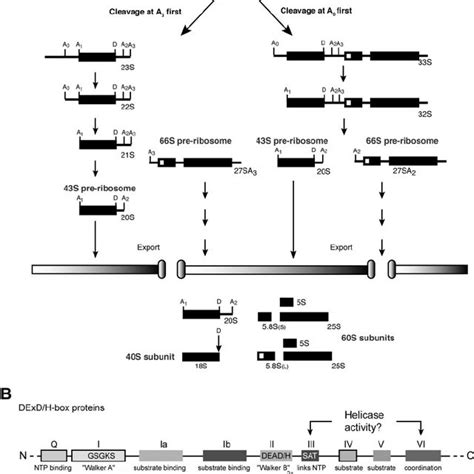 A Pre Rrna Processing In Saccharomyces Cerevisiae Rna Polymerase I