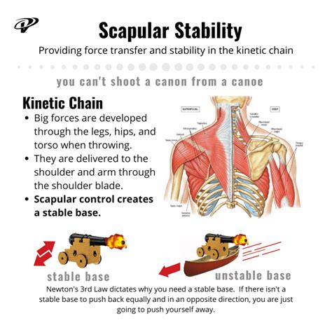 The Role Of Scapular Control In Preventing Shoulder Injuries