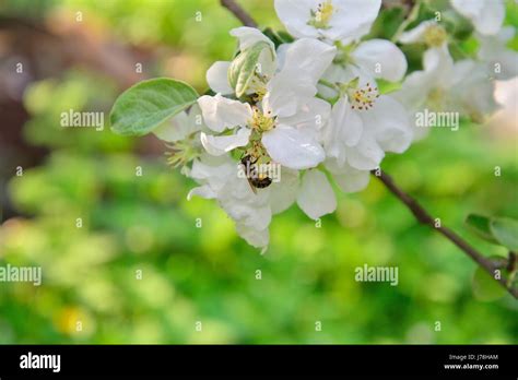 Una Abeja Est Sentado En La Rama Del Rbol De Manzana Con Flores