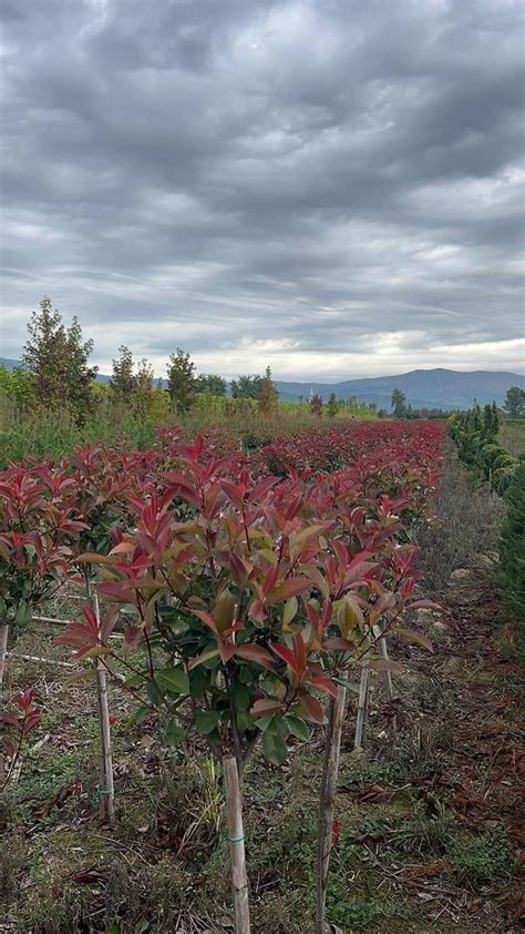 Plante Ornamentale magnolia Glandiflora mesteacăn alb Tei stejar Ilfov