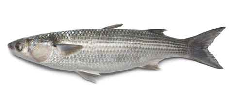 Whole-fresh-grey-mullet-1 | Holt Seafood