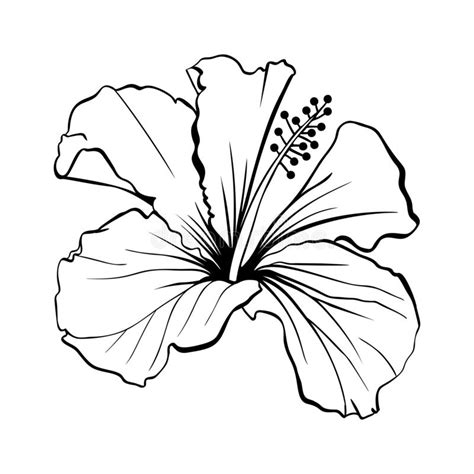 Hibiscus Petal Outline Stock Illustrations – 2,167 Hibiscus Petal ...