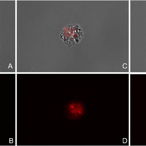 Cellrox Deep Red Assay Shows An Intense Red Flouresce In The Treated