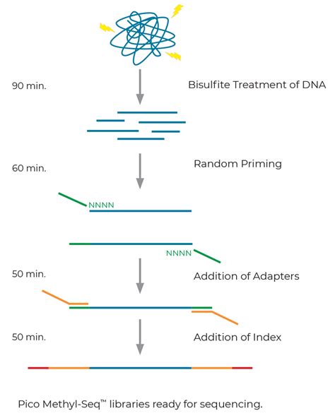 What Is Dna Methylation Zymo Research