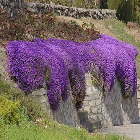 Ground Cover Plants With Purple Blooms - ground cover and shrubs