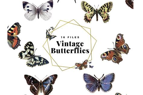 Beautiful butterfly free vintage clip art illustrations - Clipart ...