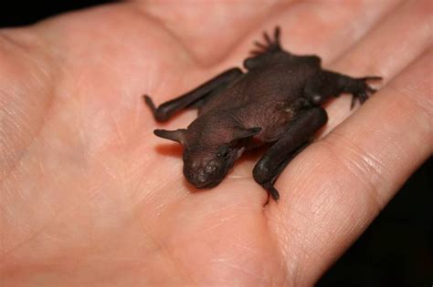 The Baby Is Tiny And Almost Hairless Baby Bats Bat Book Projects