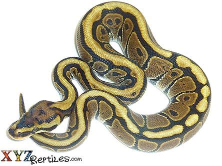 spotnose ball python  sale   arrival guarantee xyzreptiles