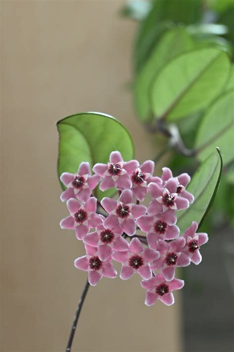 Hoya Carnosa Flor Color De Foto Gratis En Pixabay Pixabay