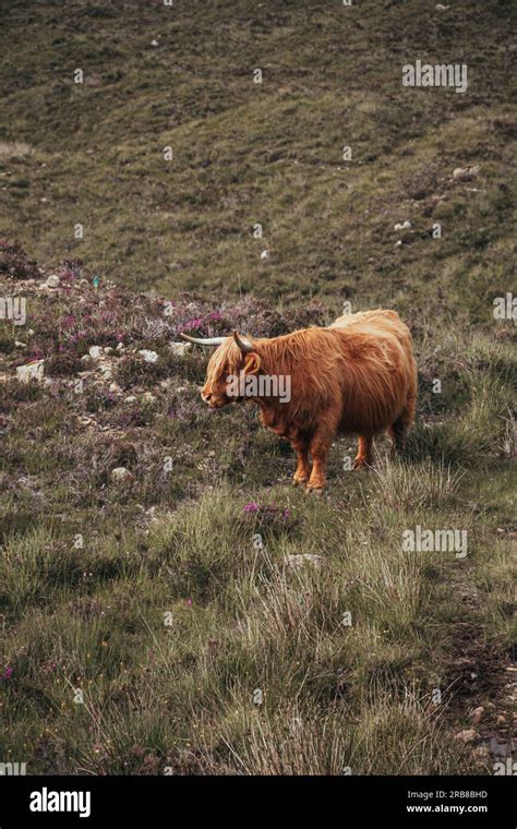 Pregnant Highland Cow with horns Stock Photo - Alamy