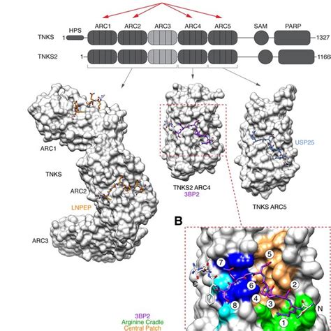 A Domain Organisation Of Human Tankyrase Enzymes Two Tankyrase