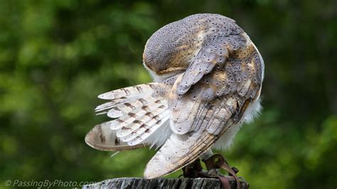 Barn Owl | Passing By Photo