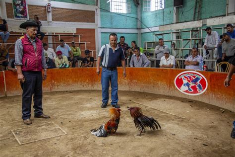 Las peleas de gallos una polémica tradición que se resiste a morir en