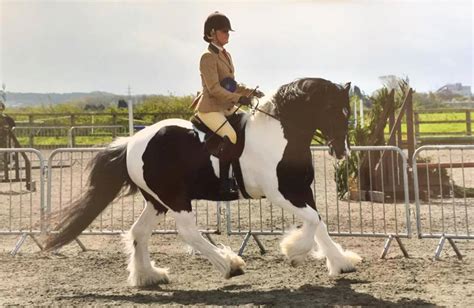 48c Coloured Ridden Nativecobtraditional Pony Of The Year Whos