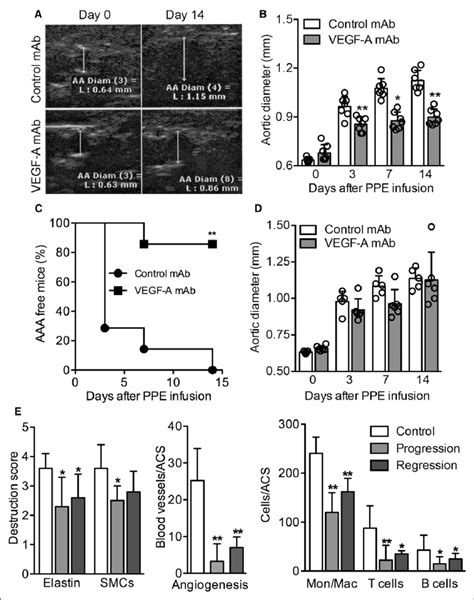 Neutralization Of Vegf Vascular Endothelial Growth Factor A Prevents