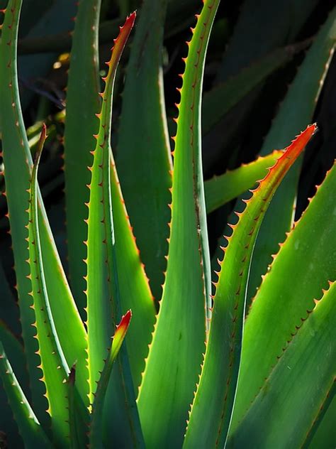 Más de 4 000 fotos de Aloe Vera y Naturaleza gratis Pixabay