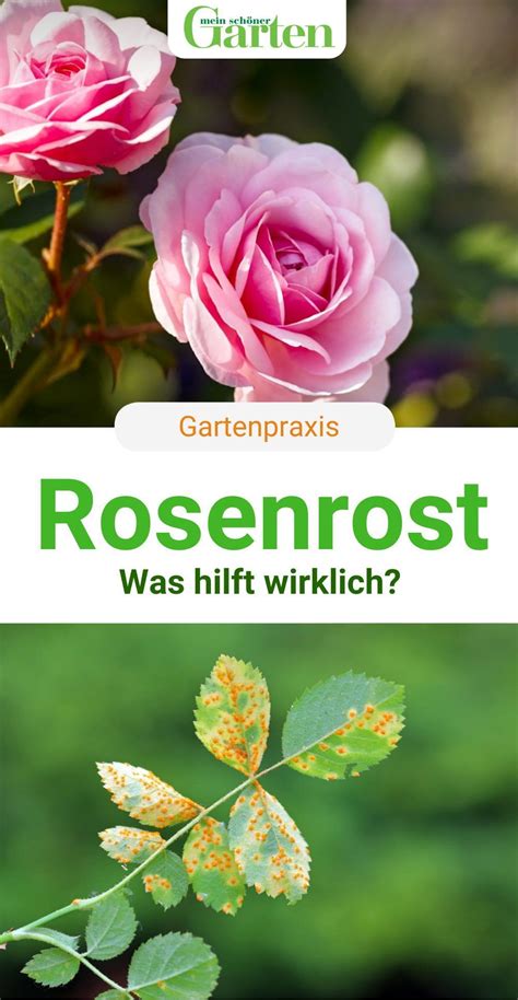 Rosenrost Was Hilft Wirklich In Rosen Rosen Z Chten Pflanzen