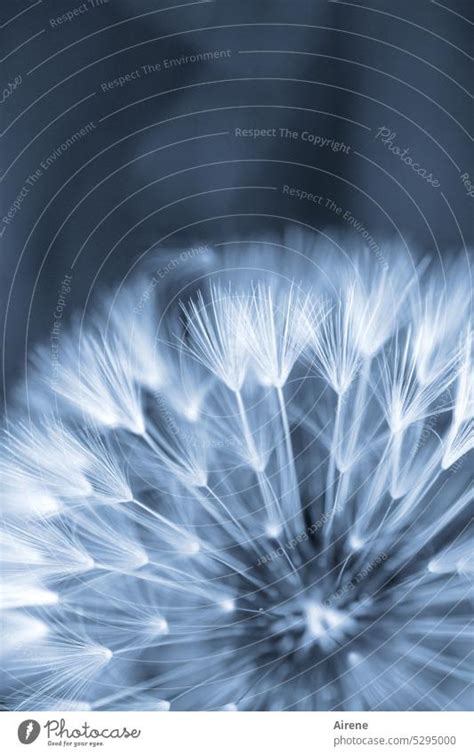 Samsung Galaxy Dandelion Wallpaper