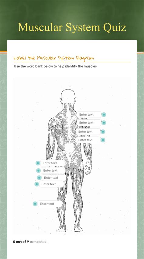 Label The Muscular System Worksheets