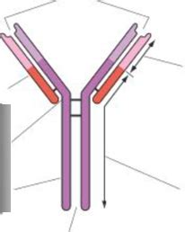 Immune Response Diagram | Quizlet