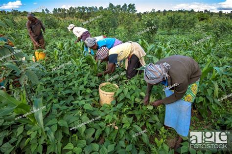 Bean Harvest In Machakos Kenya East Africa Africa Stock Photo