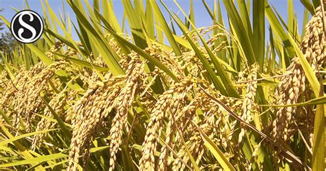 Genetic Diversity Study On Upland Rice Oryza Sativa L Genotypes