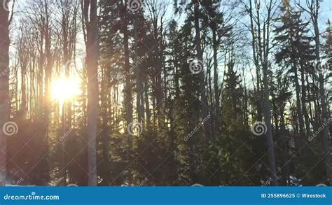 Beautiful Scenery of a Peaceful Sunrise in the Forest Stock Video - Video of nature, countryside ...