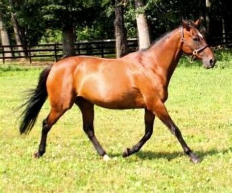 Types Of Horse Paces And Horse Gaits Hubpages