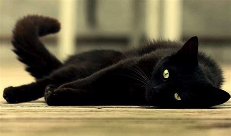 Black Cat Breeds Youll Fall In Love With