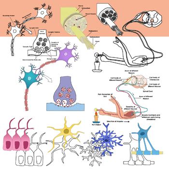 Nervous System Anatomy Clipart Nerves Neurons And Reflex Clip Art