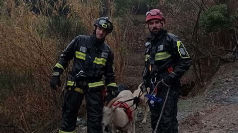 Capra Finisce In Un Dirupo Salvata Dai Vigili Del Fuoco Foto