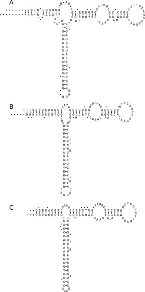 Diagrams Of The Secondary Structure Models Of 5s Rrnas From Bacteria