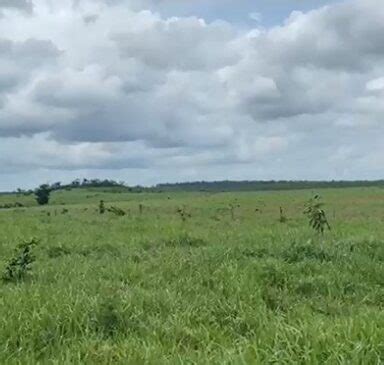 Fazendas No Maranh O Para Gado Ou Soja E Milho Ha Barato