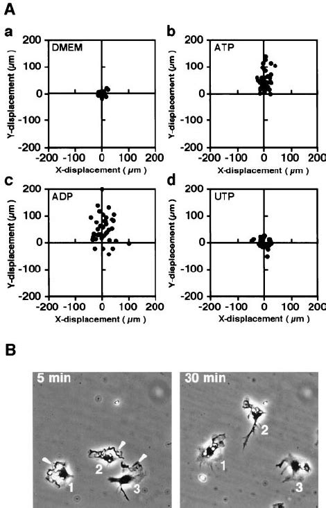 Nucleotide Induced Chemotaxis Of Microglia In The Dunn Che Motaxis Download Scientific Diagram