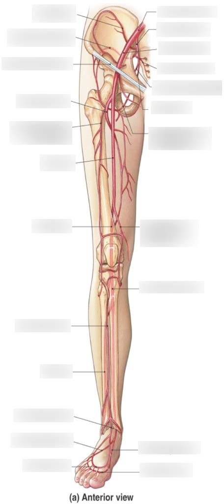 Arteries Of The Lower Limbs Diagram Quizlet