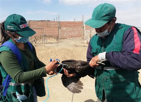 MINAGRI ejecutará campaña de vacunación gratuita para proteger