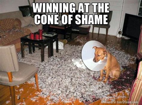 Cone of Shame - Ken Kessler Media