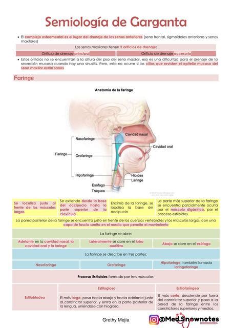 OtorrinolaringologÍa Todo Laringe Medsnownotes Udocz