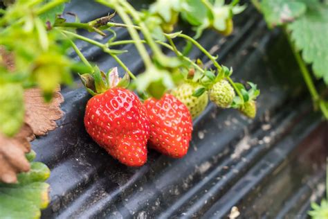 Comment Faire Pousser Des Fraises En Pot