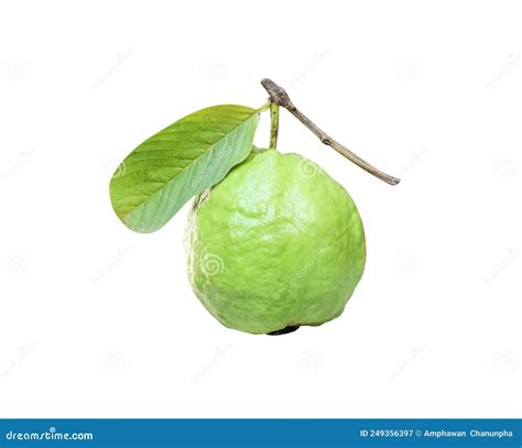 Tropical Single Guava Tropiacl Fruit Psidium Guajava With Long Stem And