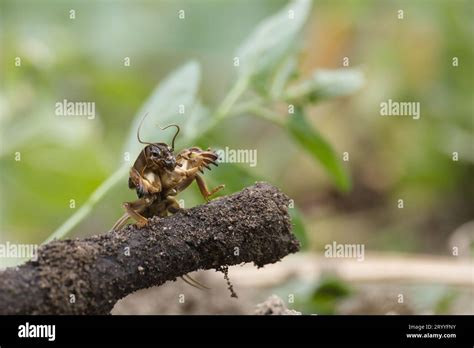 Mole Cricket Gryllotalpa Gryllotalpa Diging The Ground In Close Up