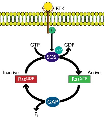 Small Molecule Inhibitors To Control Ras Signaling Via Sos K Ras Binding