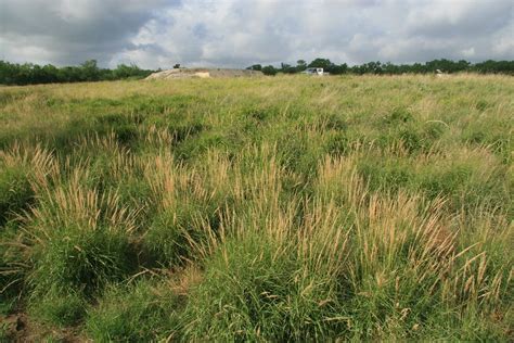 When To Plant Winter Rye Grass In Texas Storables