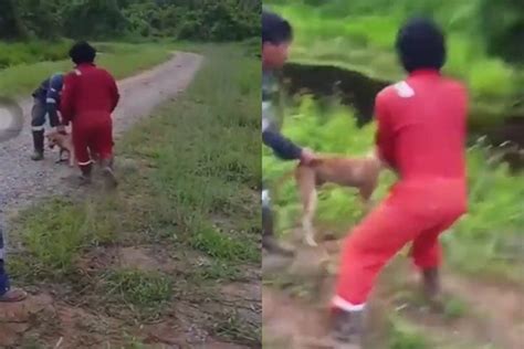 Foto POPULER NUSANTARA Anjing Hidup Dilempar Untuk Dimangsa Buaya