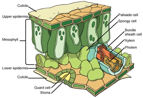 Plant Organs Roots Stems And Leaves Leaf Structure And Function