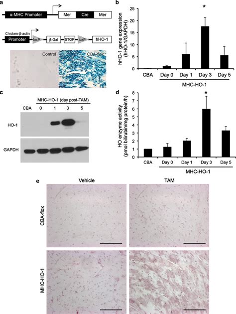 Generation And Characterization Of Myosin Heavy Chain Mhc Ho Mice