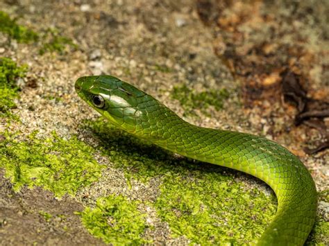 Greater Green Snake: A Fascinating Reptile of the Natural World | WorldWeet